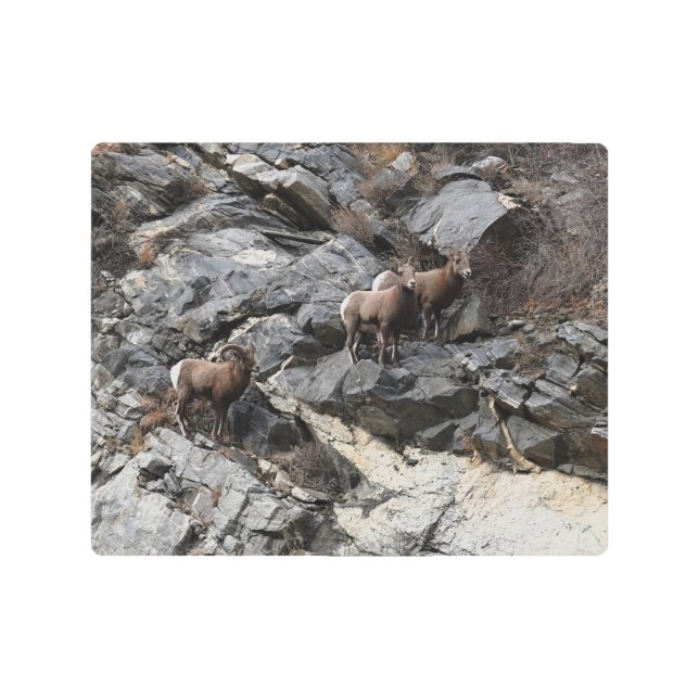 Impresión En Metal Georgetown Oveja del Cuerno golpea una rosa (Anverso)