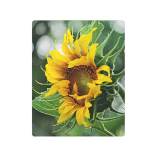 Impresión En Metal Girasol