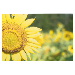 Impresión En Metal Girasol radiante