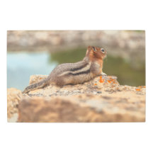 Golden Mantle Squirrel