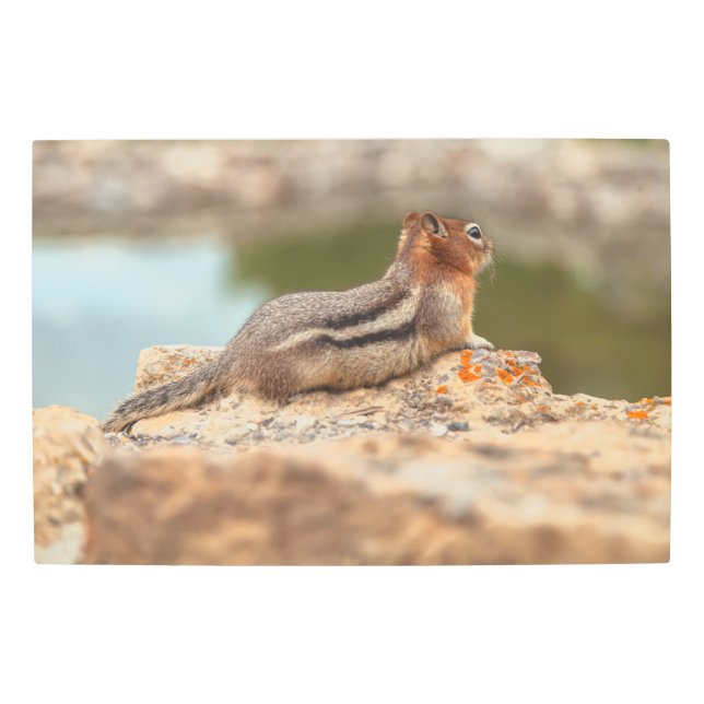 Impresión En Metal Golden Mantle Squirrel (Anverso)