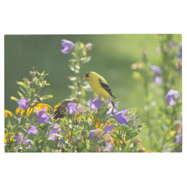 Impresión En Metal Goldfinch en una flor harebell