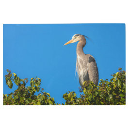 Impresión En Metal Gran garza azul