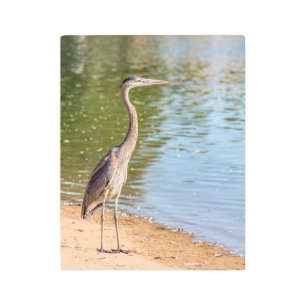 Impresión En Metal Gran garza azul 1884