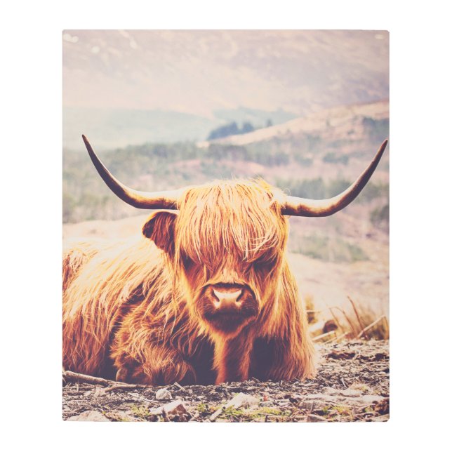 Impresión En Metal Granja de vaca de montaña Escocia Granja de animal (Anverso)