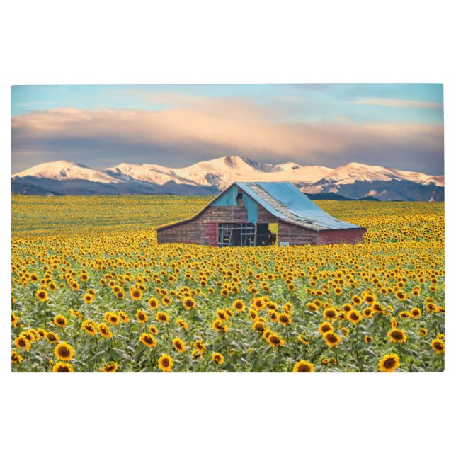 Impresión En Metal Granjas | Campo de girasol (Anverso)