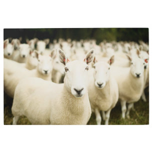 Impresión En Metal Granjas   Manada de ovejas