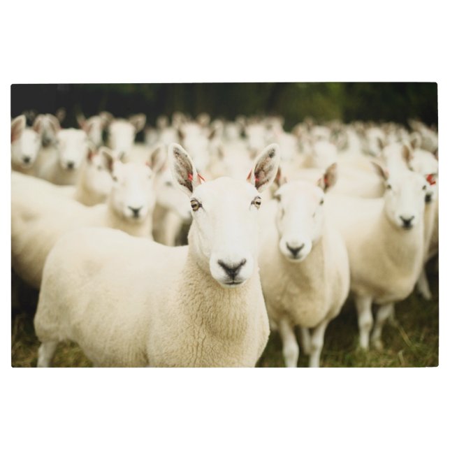 Impresión En Metal Granjas | Manada de ovejas (Anverso)