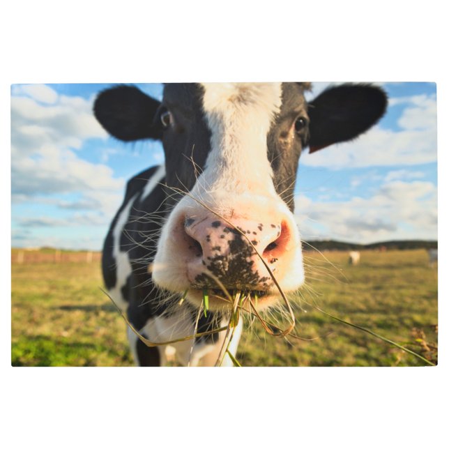 Impresión En Metal Granjas | Mascado de vacas de Holstein (Anverso)