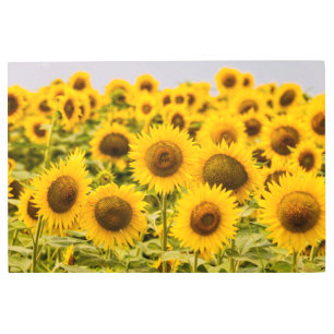 Impresión En Metal Granjas   Un Campo De Girasol