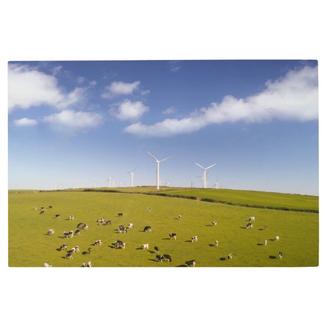 Impresión En Metal Granjas | Vacas Cercanas A La Granja De Molino De  (Anverso)