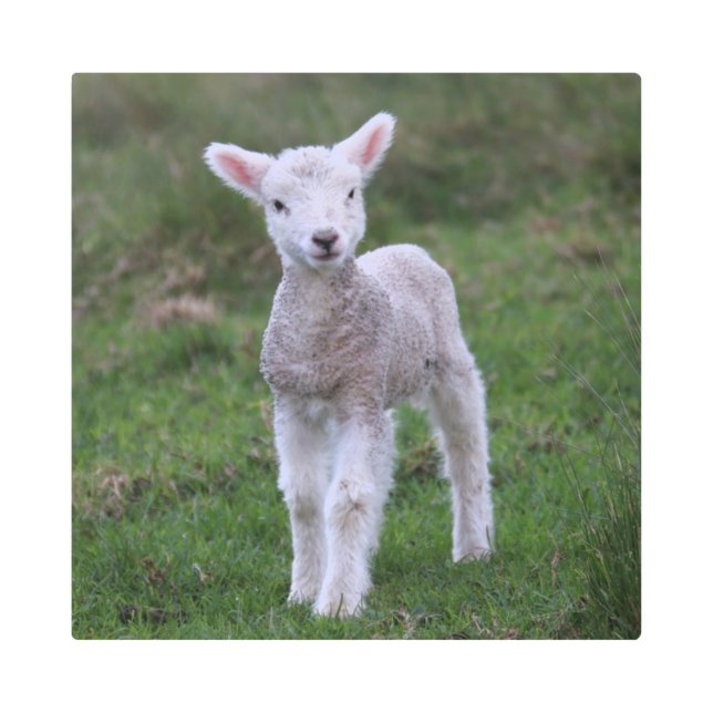 Impresión En Metal Grano de oveja para lactantes (Anverso)