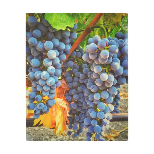 Impresión En Metal Grapevines (Anverso)