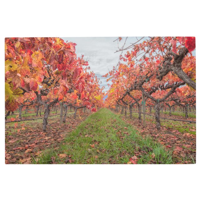 Impresión En Metal Grapevines en otoño (Anverso)