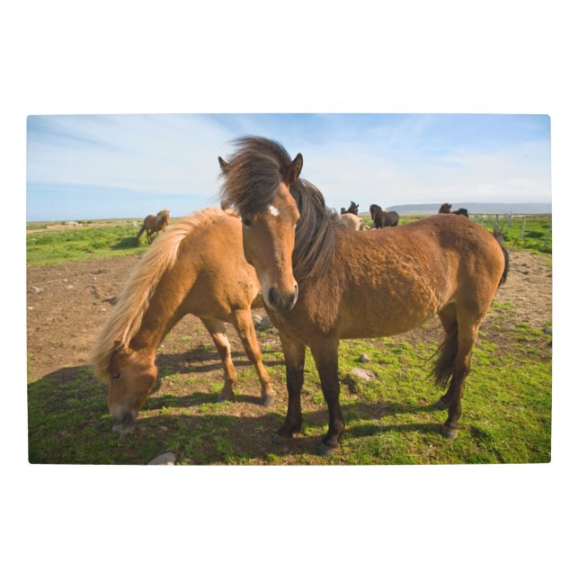 Impresión En Metal Grazo de caballos islandés (Anverso)