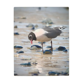 Impresión En Metal Gull de Franklin