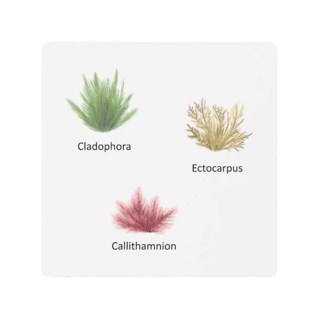 Impresión En Metal Hand Drawn Cladophora, Ectocarpus Seaweed (Anverso)