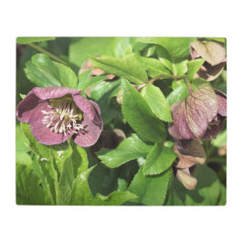 Impresión En Metal Hellebore rosa de 20"x16"