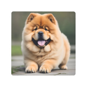 Impresión En Metal Hermosa Chow Chow