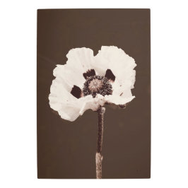 Impresión En Metal Hermosa flor de nieve blanca Montana