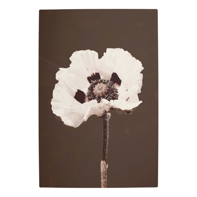 Impresión En Metal Hermosa flor de nieve blanca Montana (Anverso)