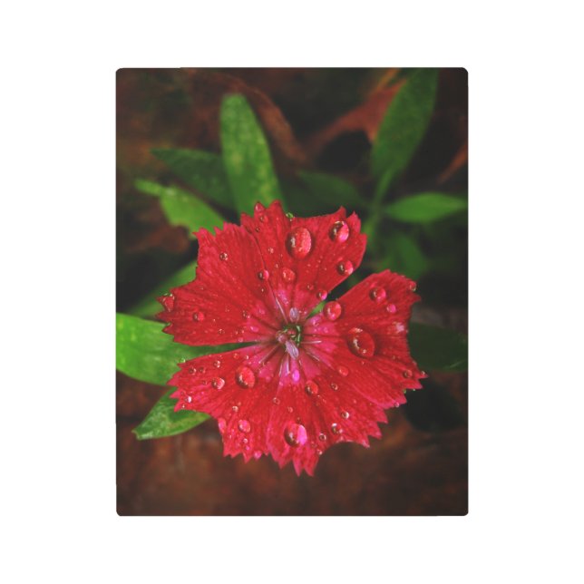 Impresión En Metal Hermosa Flor Roja De Dianthus Con Gotas De Lluvia (Anverso)