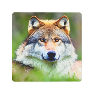 Impresión En Metal Hermosa pintura en la cabeza de Wolf