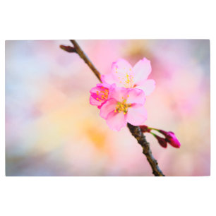 Impresión En Metal Hermosas flores de cerezo de Sakura