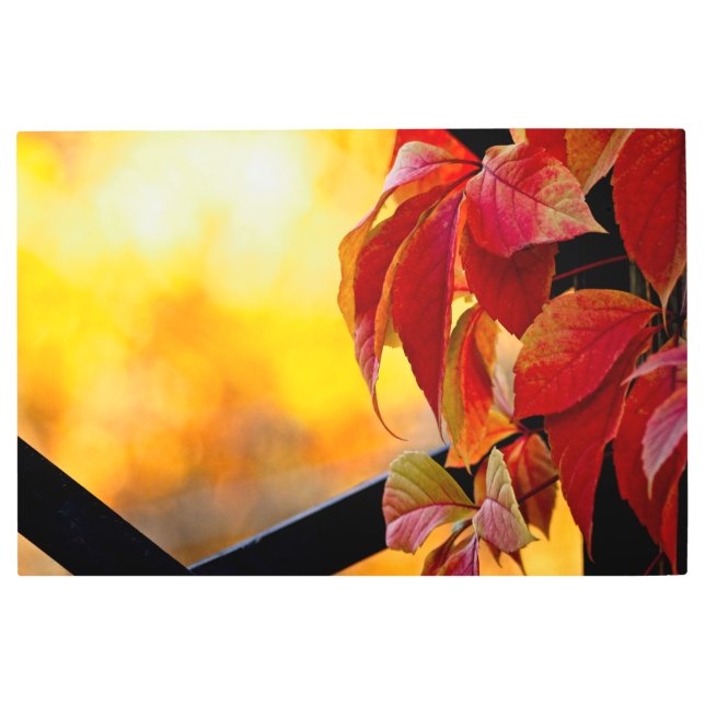 Impresión En Metal Hermosas hojas de vid rojas en el jardín de otoño (Anverso)
