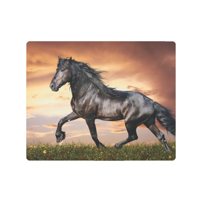 Impresión En Metal Hermoso caballo negro (Anverso)