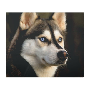 Impresión En Metal Hermoso Cojín decorativo Husky