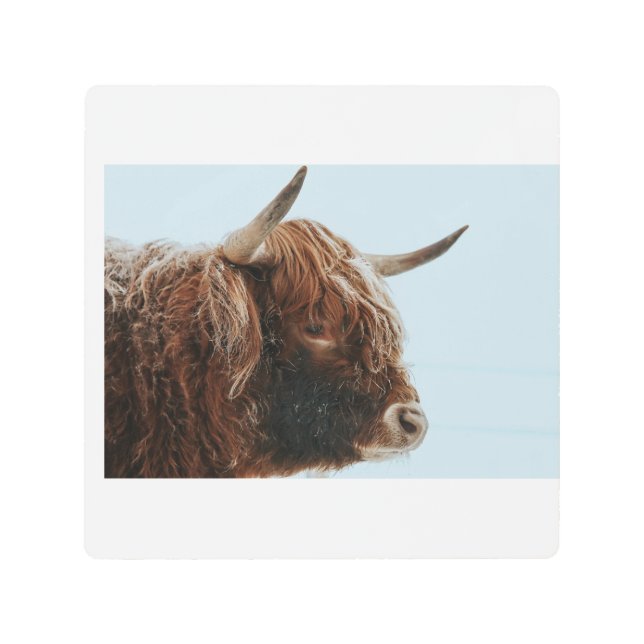 Impresión En Metal Highland Cow in the Snow Metal Print (Anverso)