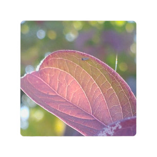 Impresión En Metal Hoja De Caída Roja Y Bokeh