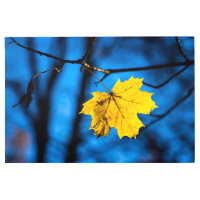 Hoja De Maple Amarilla En Azul