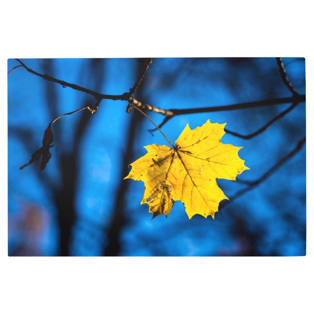 Impresión En Metal Hoja De Maple Amarilla En Azul (Anverso)