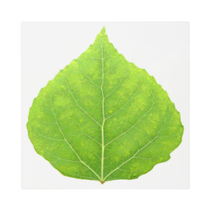 Impresión En Metal Hoja verde de lápiz #11