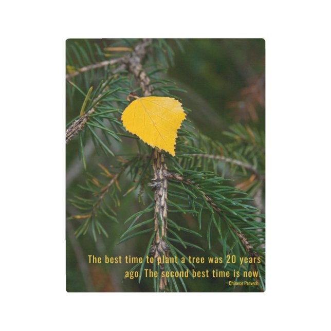 Impresión En Metal Hojas amarillas en rama verde foto (Anverso)