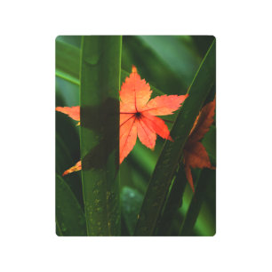 Impresión En Metal Hojas de arce japonesas