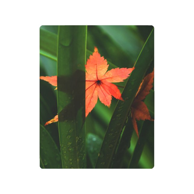 Impresión En Metal Hojas de arce japonesas (Anverso)