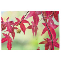 Hojas de otoño rojas