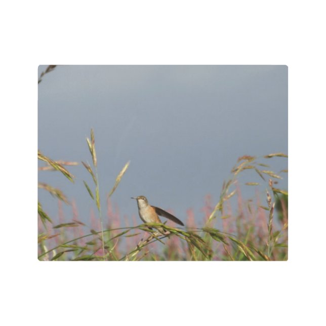 Impresión En Metal Hummingbird en Grasses Blue Sky Custom name (Anverso)