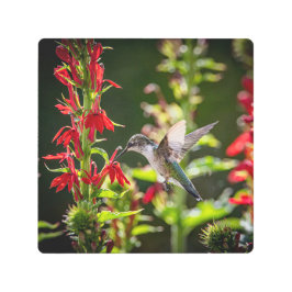 Impresión En Metal Hummingbird-I am in Heaven