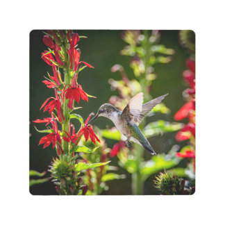 Impresión En Metal Hummingbird-I am in Heaven