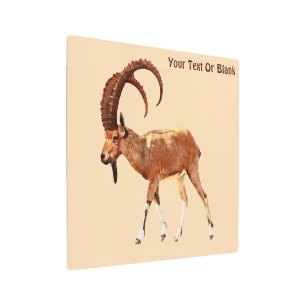 Impresión En Metal Ibex nubio - Ein Gedi
