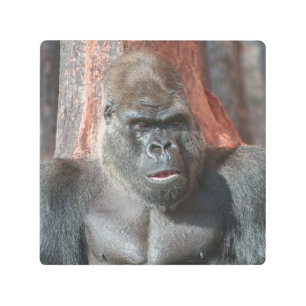 Impresión En Metal Icónico Silverback - Oumbi Invelado