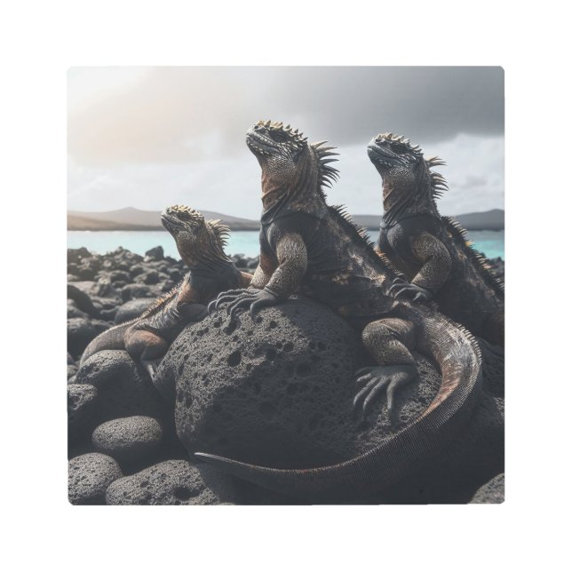 Impresión En Metal Iguanas marinas majestuosas sobre rocas volcánicas (Anverso)
