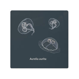 Impresión En Metal Ilustracion Aurelia aurita Jellyfish