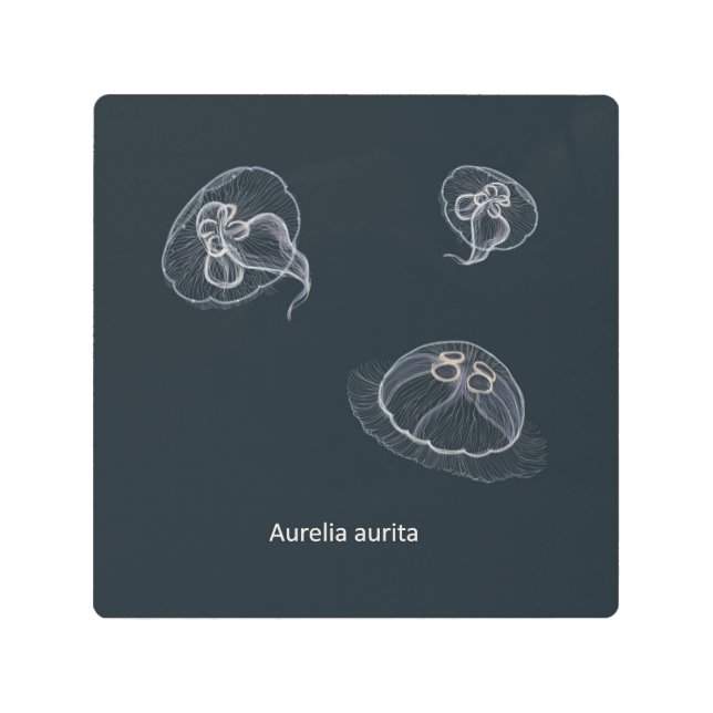 Impresión En Metal Ilustracion Aurelia aurita Jellyfish (Anverso)