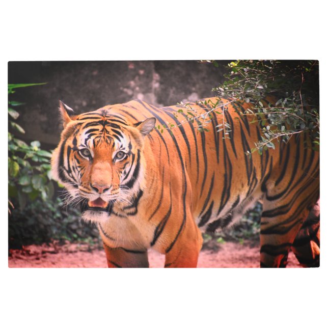 Impresión En Metal Imagen de belleza majestuosa del personalizado Tig (Anverso)