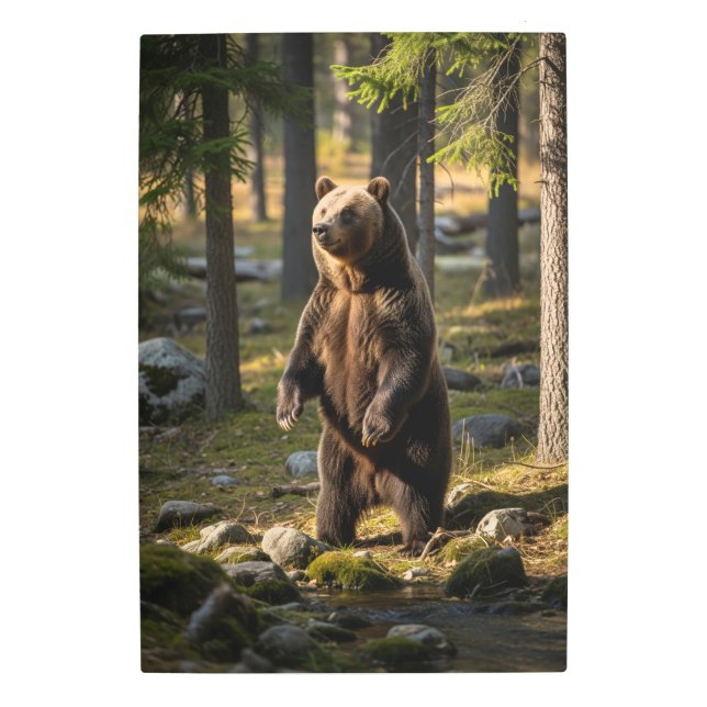 Impresión En Metal Imágenes de oso asombrosas (Anverso)